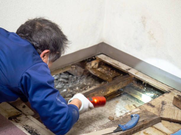 Best HVAC Mold Remediation in Berkeley, CA