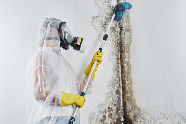  Berkeley, CA Mold Removal Pros