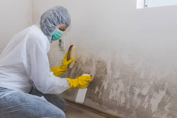 Best Mold Remediation for Specific Building Types in Berkeley, CA