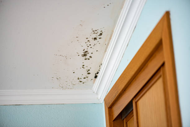 Best Residential Mold Remediation in Berkeley, CA