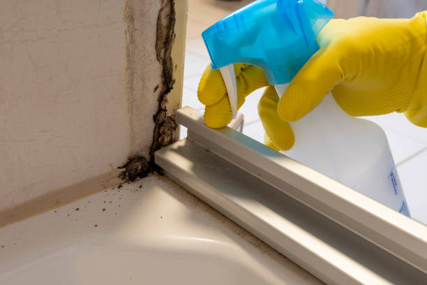 Best Mold Testing and Inspection Services in Berkeley, CA