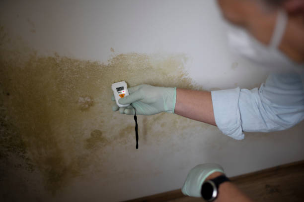 Best Commercial Mold Remediation in Berkeley, CA