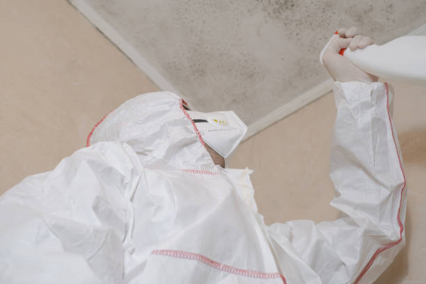 Best White Mold Remediation in Berkeley, CA