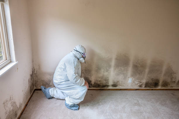 Best Emergency Mold Remediation in Berkeley, CA