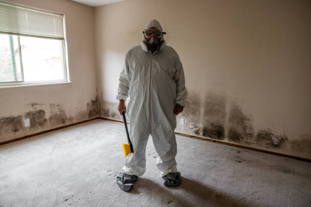 Reliable Berkeley, CA Mold Remediation Solutions