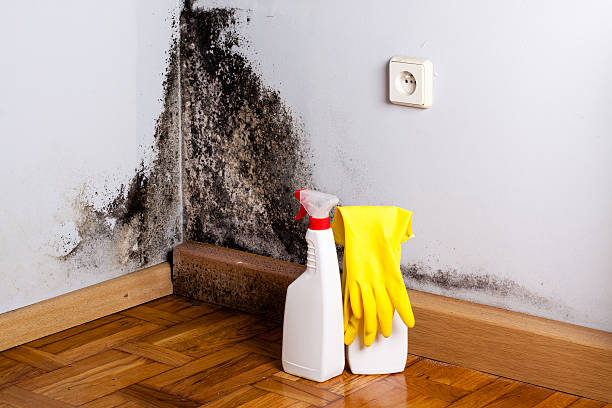 Best Emergency Mold Remediation in Berkeley, CA